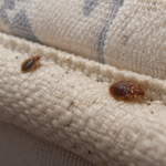 Bed Bug Fumigants: Their Role in Pest Control and How to Use Them Correctly