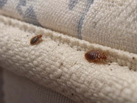 Bed Bug Fumigants: Their Role in Pest Control and How to Use Them Correctly