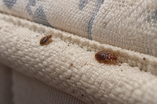 Bed Bug Fumigants: Their Role in Pest Control and How to Use Them Correctly