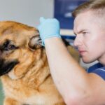 Outer Vs. Middle Ear Infections In Dogs Require Different Veterinary Assessments