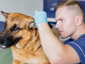 Outer Vs. Middle Ear Infections In Dogs Require Different Veterinary Assessments