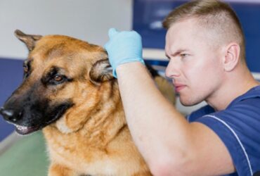 Outer Vs. Middle Ear Infections In Dogs Require Different Veterinary Assessments