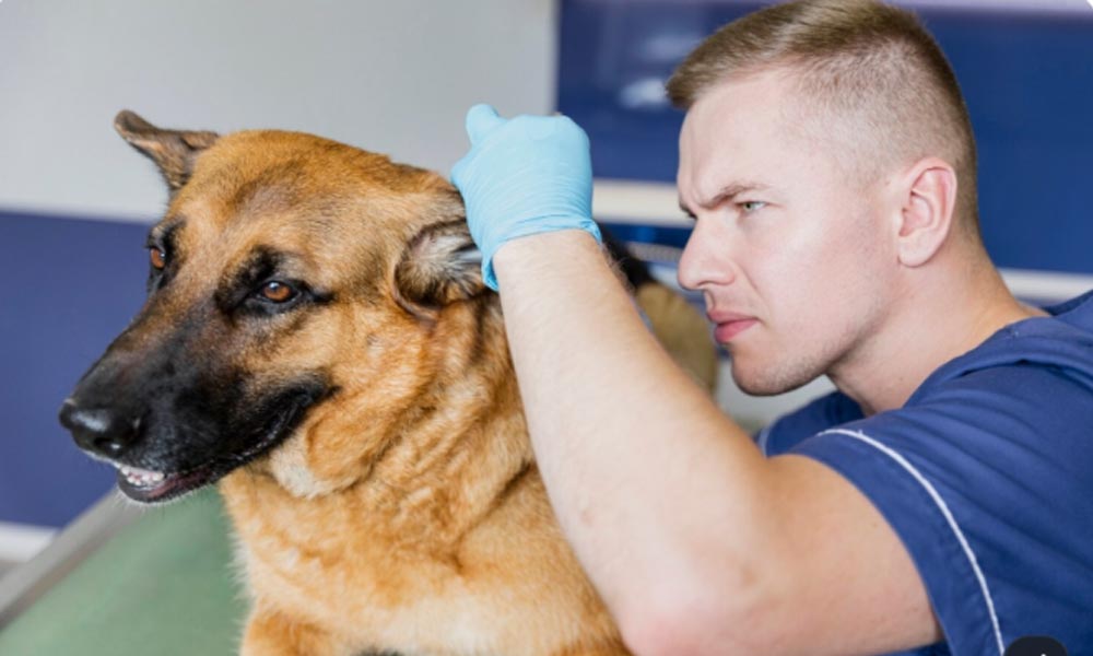 Outer Vs. Middle Ear Infections In Dogs Require Different Veterinary Assessments