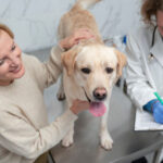 How Veterinary Hospitals Treat Severe Uterine Infections In Pets