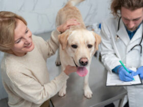 How Veterinary Hospitals Treat Severe Uterine Infections In Pets