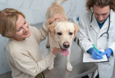 How Veterinary Hospitals Treat Severe Uterine Infections In Pets