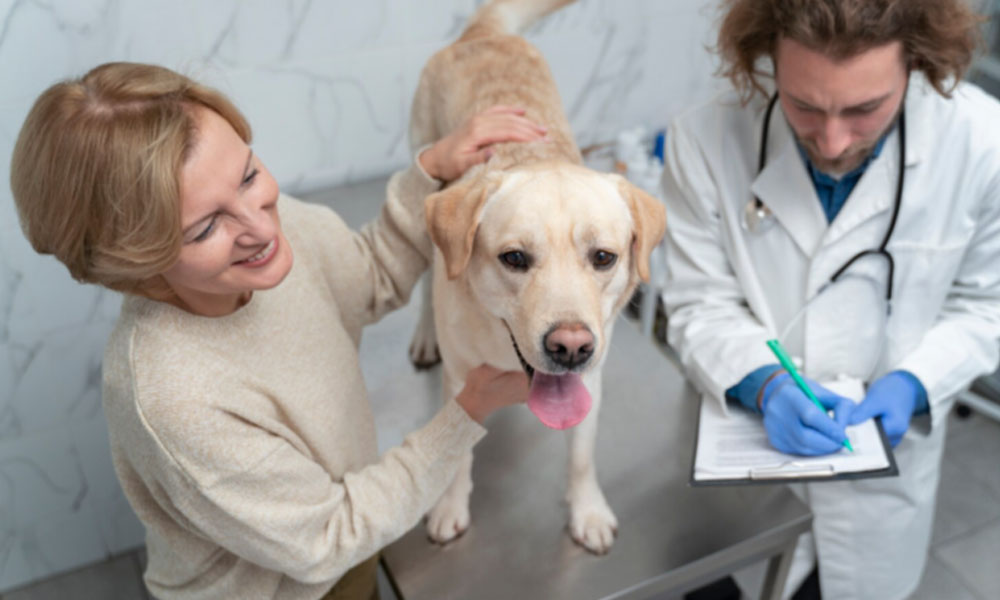 How Veterinary Hospitals Treat Severe Uterine Infections In Pets
